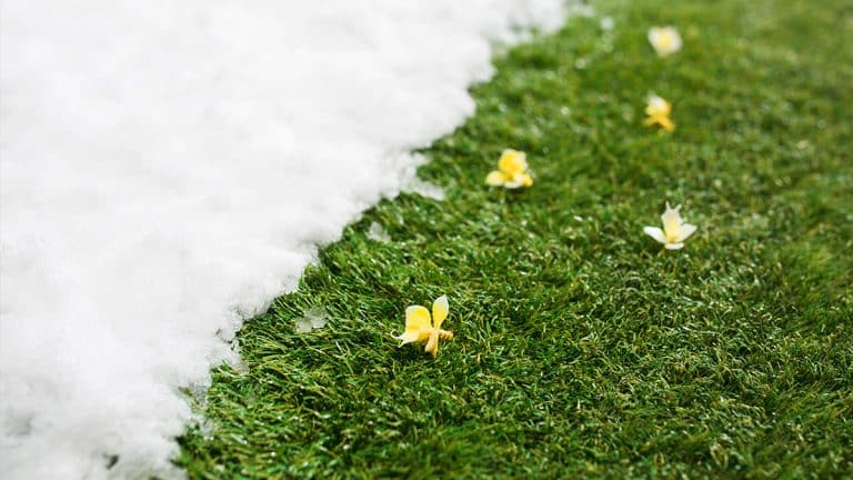 Protégez votre gazon pour l’hiver : les 4 étapes essentielles pour une pelouse robuste et saine