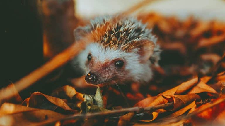 Vous avez trouvé un bébé hérisson dans votre jardin ? Découvrez les gestes clés pour assurer sa survie